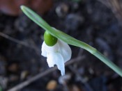 Snow Drop Take Notice