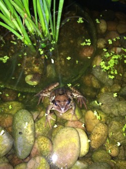 Take Notice Six Ways to Wellbeing Elena's frog